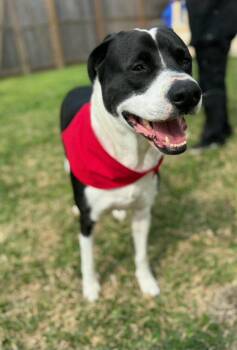 Great Dane and Labrador Retriever Dogs Available for Adoption - Sienna | PetCurious