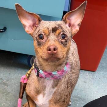Chihuahua Dogs Available for Adoption in Clearwater, Florida - Cece | PetCurious