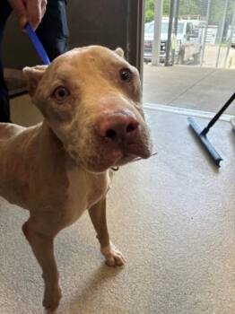 TANNER -  American Staffordshire Terrier Dog for Adoption in Tallahassee, Florida - TANNER | PetCurious