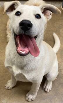 Labrador Retriever and Mixed Breed Dogs Available for Adoption - Tofu | PetCurious