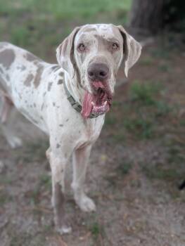 Great Dane Dogs Available for Adoption in Estero, Florida - Duke/Camo | PetCurious