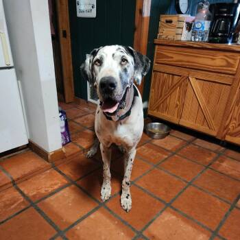 Zander -  Great Dane Dog for Adoption in Sarasota, Florida - Zander | PetCurious