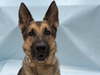 Kobe -  German Shepherd Dog and Mixed Breed Dog for Adoption in Minneapolis, Minnesota - Kobe | PetCurious