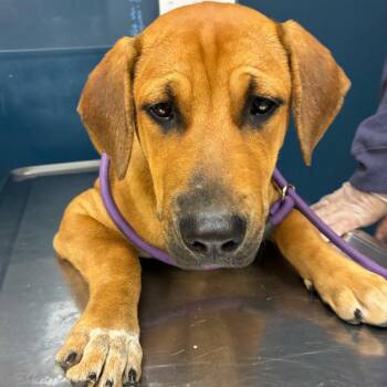 Butterscotch -  Mixed Breed Dog for Adoption in Newark, New Jersey - Butterscotch | PetCurious