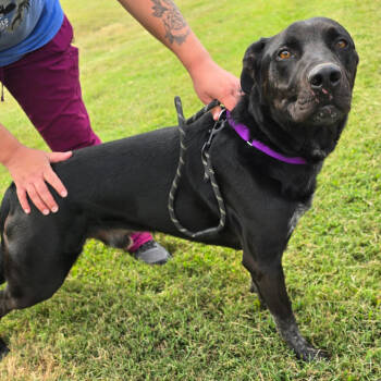Rescue Black Labrador Retriever and Australian Cattle Dog Blue Heeler Dogs for Adoption in Holton, Kansas - CHUNKER | PetCurious