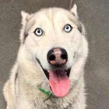 Nuka -  Husky Dog for Adoption in Idaho Falls, Idaho - Nuka | PetCurious
