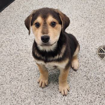 Great Pyrenees and Shepherd Dogs Available for Adoption - Romeo | PetCurious