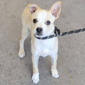 Mixed Breed Dogs Available for Adoption in Las Cruces, New Mexico - Ambrose | PetCurious