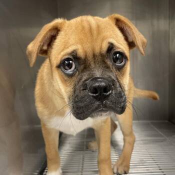 Pug Dogs Available for Adoption in Portland, Texas - Lovie | PetCurious