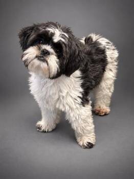 Cody -  Shih Tzu and Mixed Breed Dog for Adoption in Bowling Green, Kentucky - Cody | PetCurious
