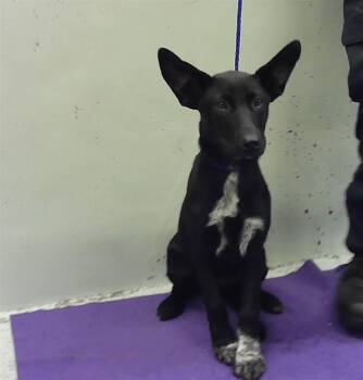 Labrador Retriever and Mixed Breed Dogs Available for Adoption in Houston, Texas - A2069385 | PetCurious