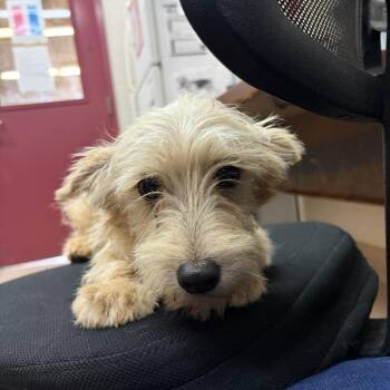 Terrier Dogs Available for Adoption in Ardmore, Oklahoma - Gary | PetCurious