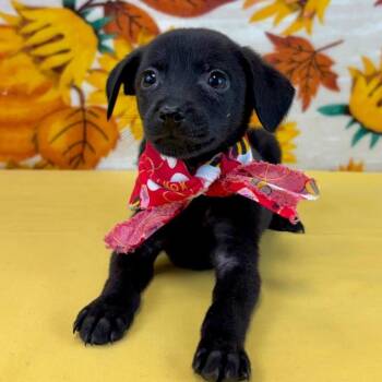 Minnie -  Chihuahua and Mixed Breed Dog for Adoption in Park Row, Texas - Minnie | PetCurious