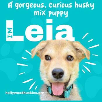 Leia -  Husky and German Shepherd Dog Dog for Adoption in Los Angeles, California - Leia | PetCurious
