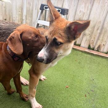 Fiona -  German Shepherd Dog and Carolina Dog Dog for Adoption in Melrose, Florida - Fiona | PetCurious