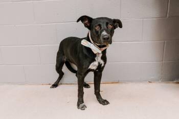 Pedro -  Retriever Dog for Adoption in Lancaster, South Carolina - Pedro | PetCurious