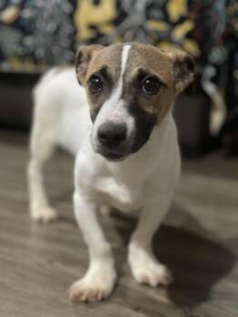 MILO -  Jack Russell Terrier Dog for Adoption in Northlake, Illinois - MILO | PetCurious