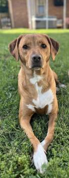 Labrador Retriever and Pit Bull Terrier Dogs Available for Adoption in Evansville, Indiana - Paisley | PetCurious