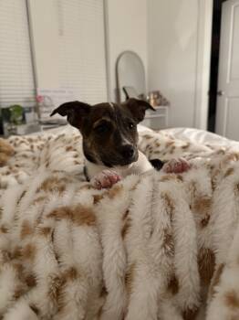 Jenny -  Labrador Retriever Dog for Adoption in Pawleys Island, South Carolina - Jenny | PetCurious