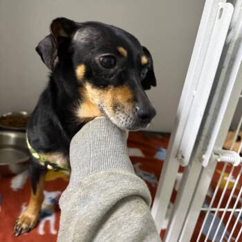 Rescue Chihuahua and Dachshund Dogs for Adoption in Franklin, North Carolina - Outlaw | PetCurious