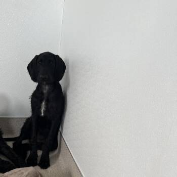 Gumbo 5286 -  Poodle and Great Dane Dog for Adoption in Loxahatchee Groves, Florida - Gumbo 5286 | PetCurious