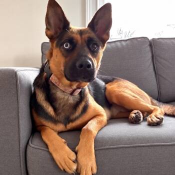 Heilei -  German Shepherd Dog and Australian Cattle Dog Blue Heeler Dog for Adoption in Morristown, New Jersey - Heilei | PetCurious