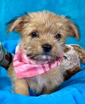 Rescue Yorkie Poo Dogs for Adoption in Hondo, Texas - Sally - Cutest Little Scruffy Out There! | PetCurious