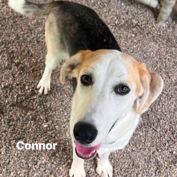 Connor -  Hound Dog for Adoption in Marseilles, Illinois - Connor | PetCurious