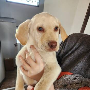 Velma -  Labrador Retriever Dog Available for Adoption in Oak Grove, Minnesota - Velma | PetCurious