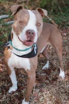 Pit Bull Terrier Dogs Available for Adoption in Ayden, North Carolina - Oakley | PetCurious