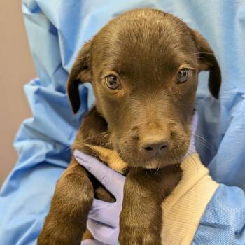 Scrambler -  Black Labrador Retriever and Mixed Breed Dog for Adoption in Charlottesville, Virginia - Scrambler | PetCurious