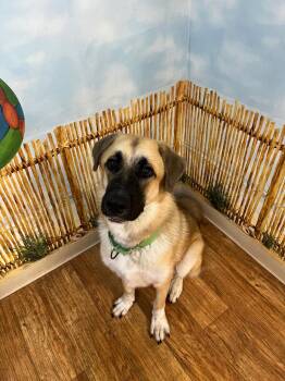Churro -  Anatolian Shepherd and Mixed Breed Dog for Adoption in Ocala, Florida - Churro | PetCurious
