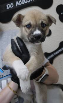Java -  Husky and Mixed Breed Dog for Adoption in Vacaville, California - Java | PetCurious