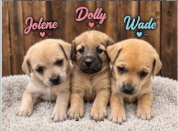 Dolly -  Terrier Dog for Adoption - Dolly | PetCurious