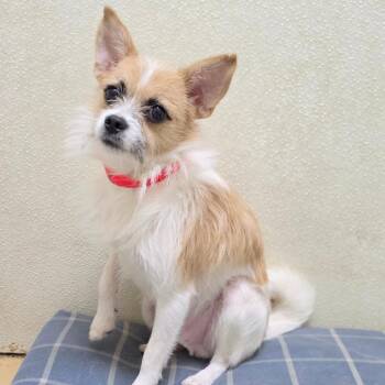 Iroh - Costa Mesa Location -  Terrier and Mixed Breed Dog for Adoption in Chino Hills, California - Iroh - Costa Mesa Location | PetCurious