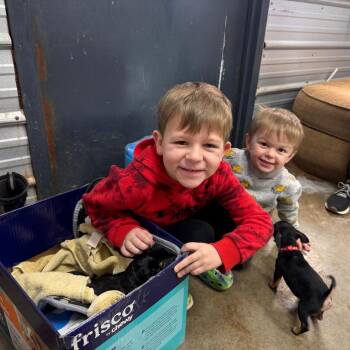 German Shepherd Dog Dogs Available for Adoption - Ranger | PetCurious