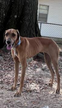 Zumie -  Greyhound and Rhodesian Ridgeback Dog for Adoption in Little Rock, Arkansas - Zumie | PetCurious