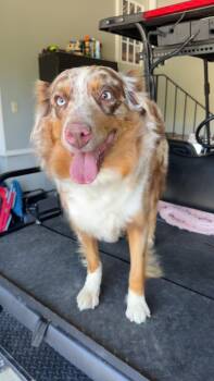 Hello Dolly -  Australian Shepherd Dog for Adoption in Watertown, Connecticut - Hello Dolly | PetCurious