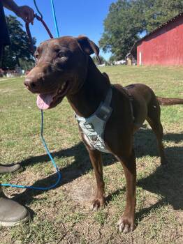 Patsy -  Doberman Pinscher and Labrador Retriever Dog for Adoption in Beulaville, North Carolina - Patsy | PetCurious