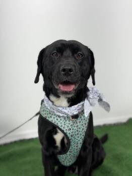 Black Labrador Retriever and Mixed Breed Dogs Available for Adoption in Carlsbad, California - Pepe | PetCurious