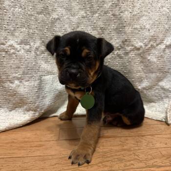 Pit Bull Terrier and German Shepherd Dog Dogs Available for Adoption - Benny | PetCurious