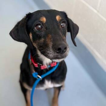 Terrier Dogs Available for Adoption in Concord, North Carolina - Lincoln | PetCurious