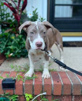 Meatball (puppy) -  Pit Bull Terrier Dog for Adoption in Spotsylvania Courthouse, Virginia - Meatball (puppy) | PetCurious