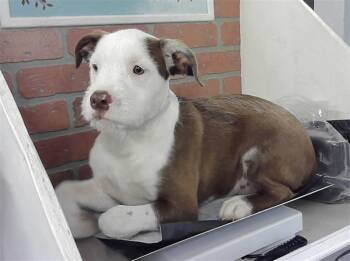 Staffordshire Bull Terrier and Mixed Breed Dogs Available for Adoption in Houston, Texas - ANDLER | PetCurious