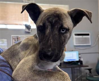 Pit Bull Terrier and Siberian Husky Dogs Available for Adoption in Camarillo, California - A880601 | PetCurious