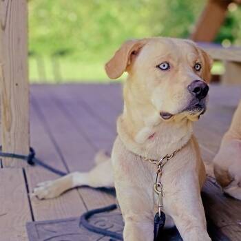 Rescue Yellow Labrador Retriever and Husky Dogs for Adoption in Rossville, Georgia - Kilo | PetCurious