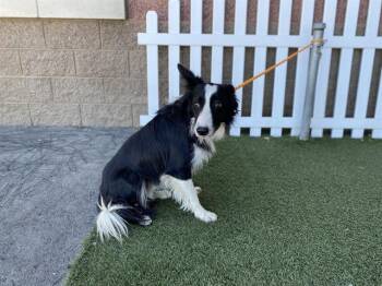 BOCEPHUS -  Border Collie Dog for Adoption in Modesto, California - BOCEPHUS | PetCurious
