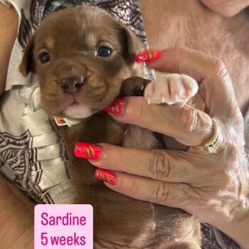 Sardine -  Husky and Shih Tzu Dog for Adoption in Tampa, Florida - Sardine | PetCurious