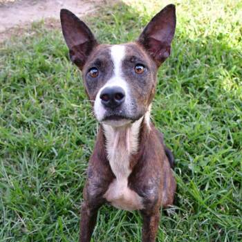 Rescue Black Mouth Cur Dogs for Adoption in Beaumont, Texas - Jordi | PetCurious