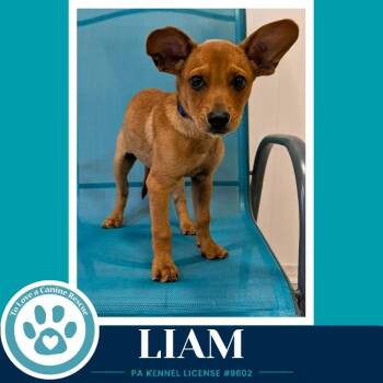 Liam (The Little Rascals) 071826 -  Chihuahua and French Bulldog Dog for Adoption in Kimberton, Pennsylvania - Liam (The Little Rascals) 071826 | PetCurious